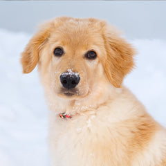 The Joy and Beauty of Golden Retrievers: A Perfect Family Companion