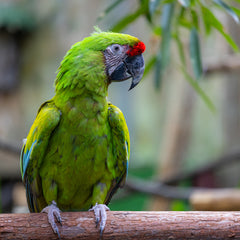 A Complete Guide to Parrots: Intelligent and Colourful Companions