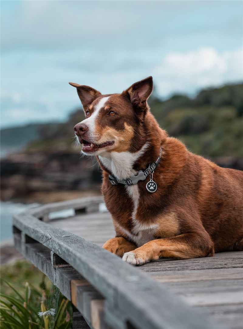 Paw Print Brown - Mawr