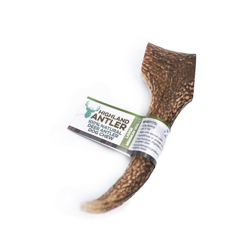 Bar Antos Antler