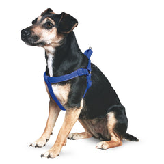 Ancol Nyl Padded Harness Refl Blue S 8-9