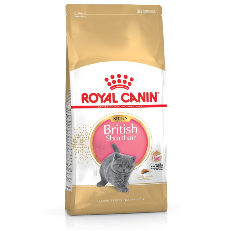 RC British Short Hair Kitten - 2KG