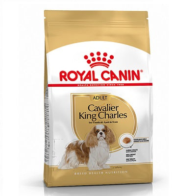 RC Cavalier King Charles - 1.5KG