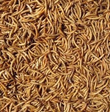 Hutton Mill Mealworms - 2KG