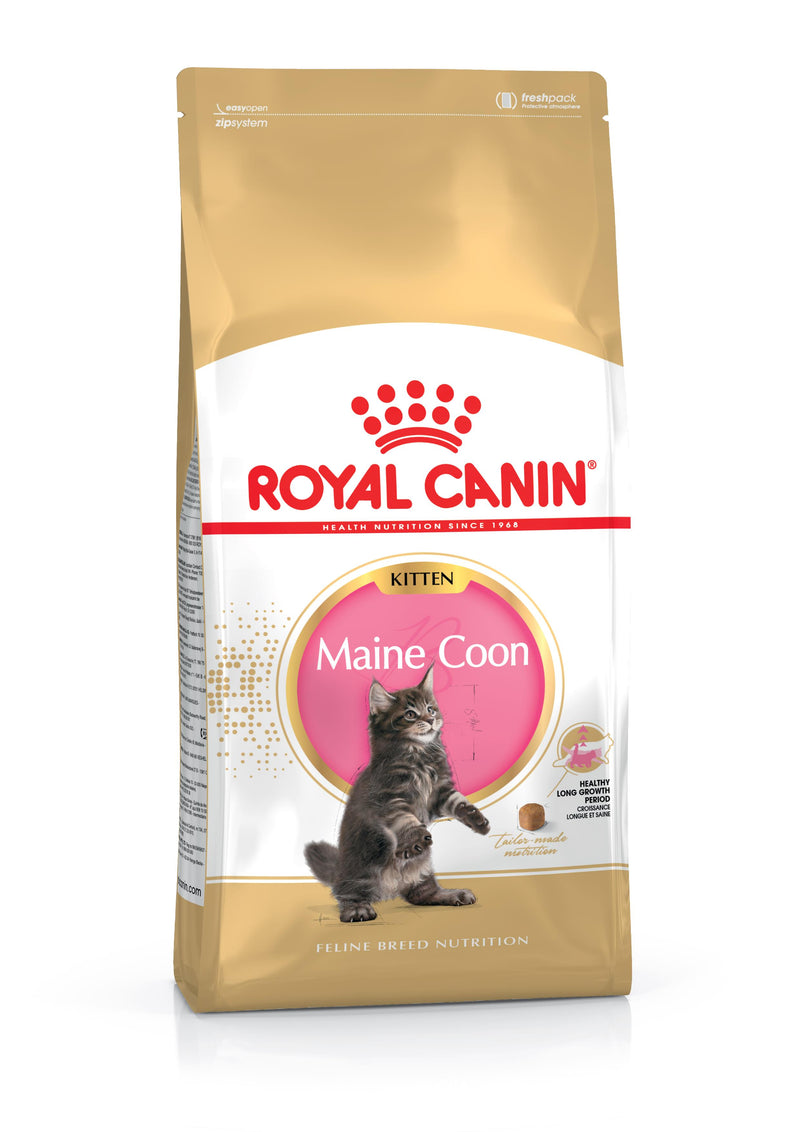 RC Maine Coon Kitten - 2KG