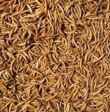 Hutton Mill Mealworms - 12.5KG